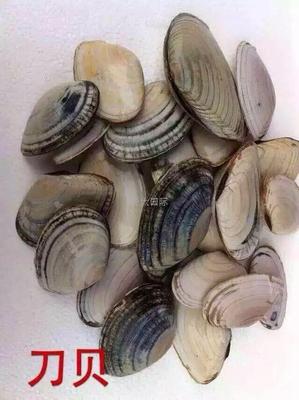刀贝（杂色） 칼조개 Sword Cowry