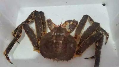 红帝王蟹 Red King Crab