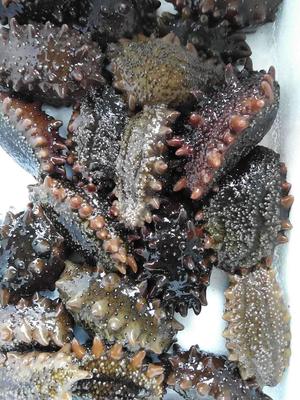 海参 해삼 Sea Cucumber