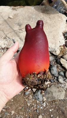 海鞘 홍삼 sea squirt