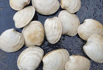 石头贝A 돌조개 A Stone Cowry
