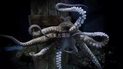章鱼 문어 octopus